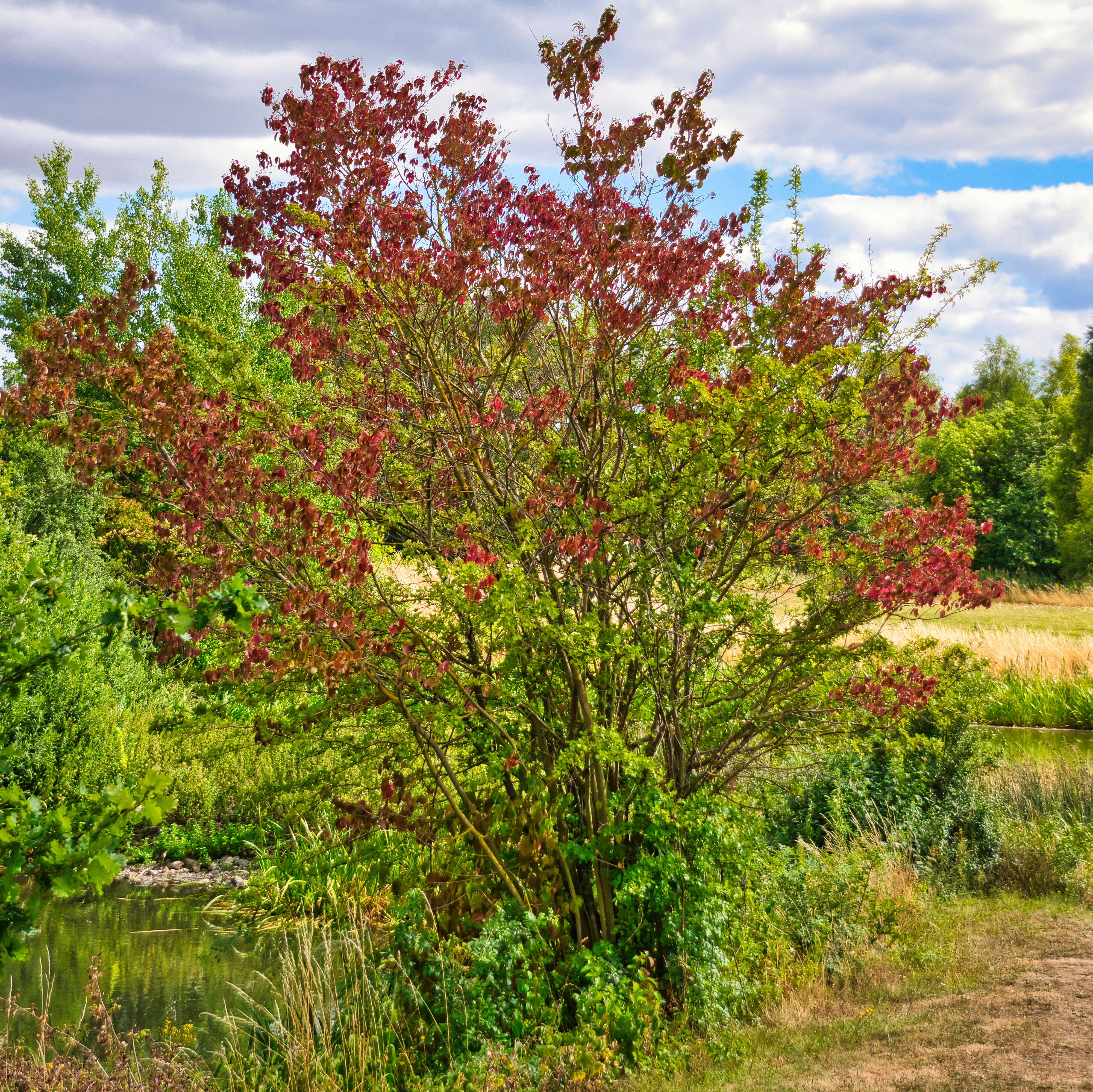 Die Farben des Sommers