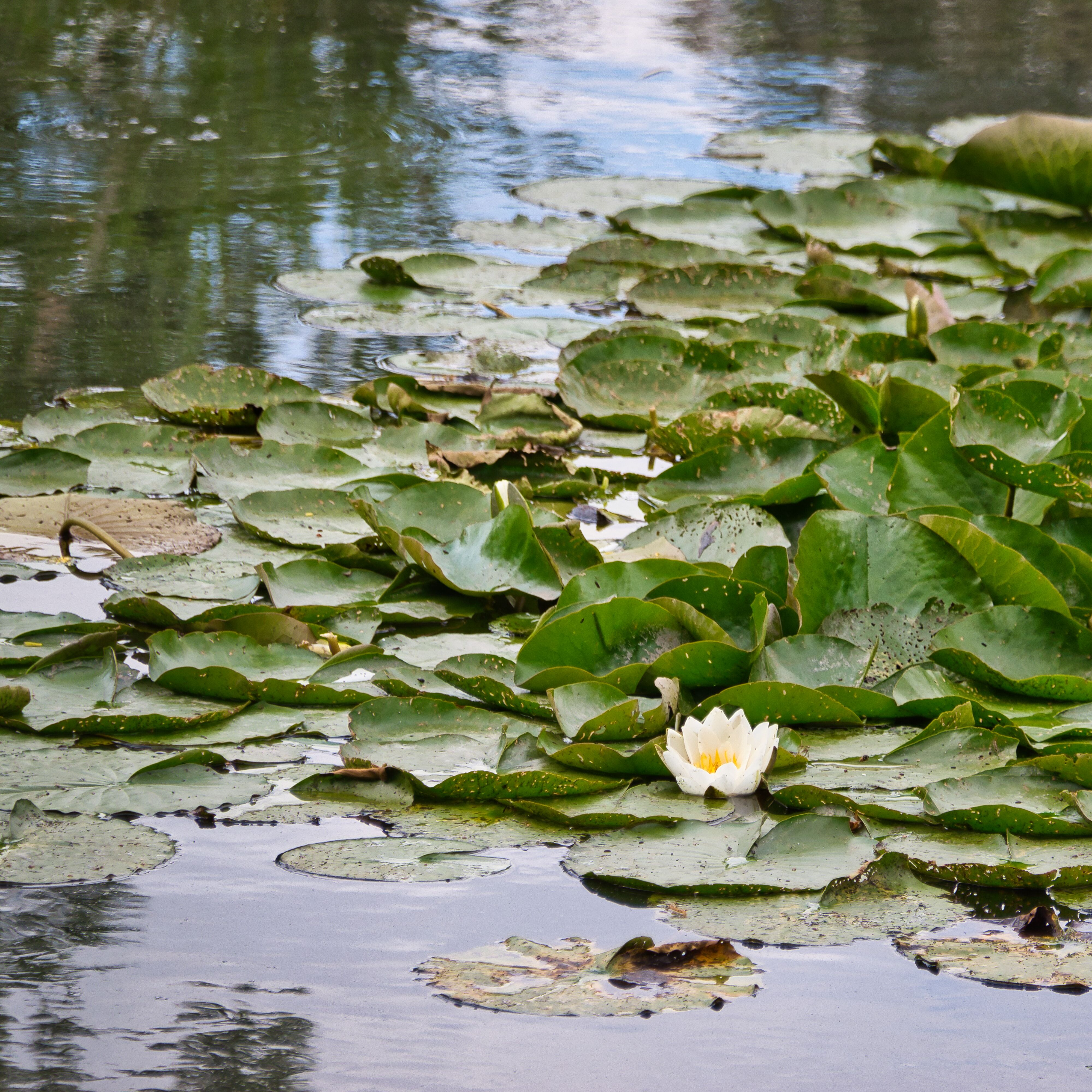 Seerose auf dem Fischteich