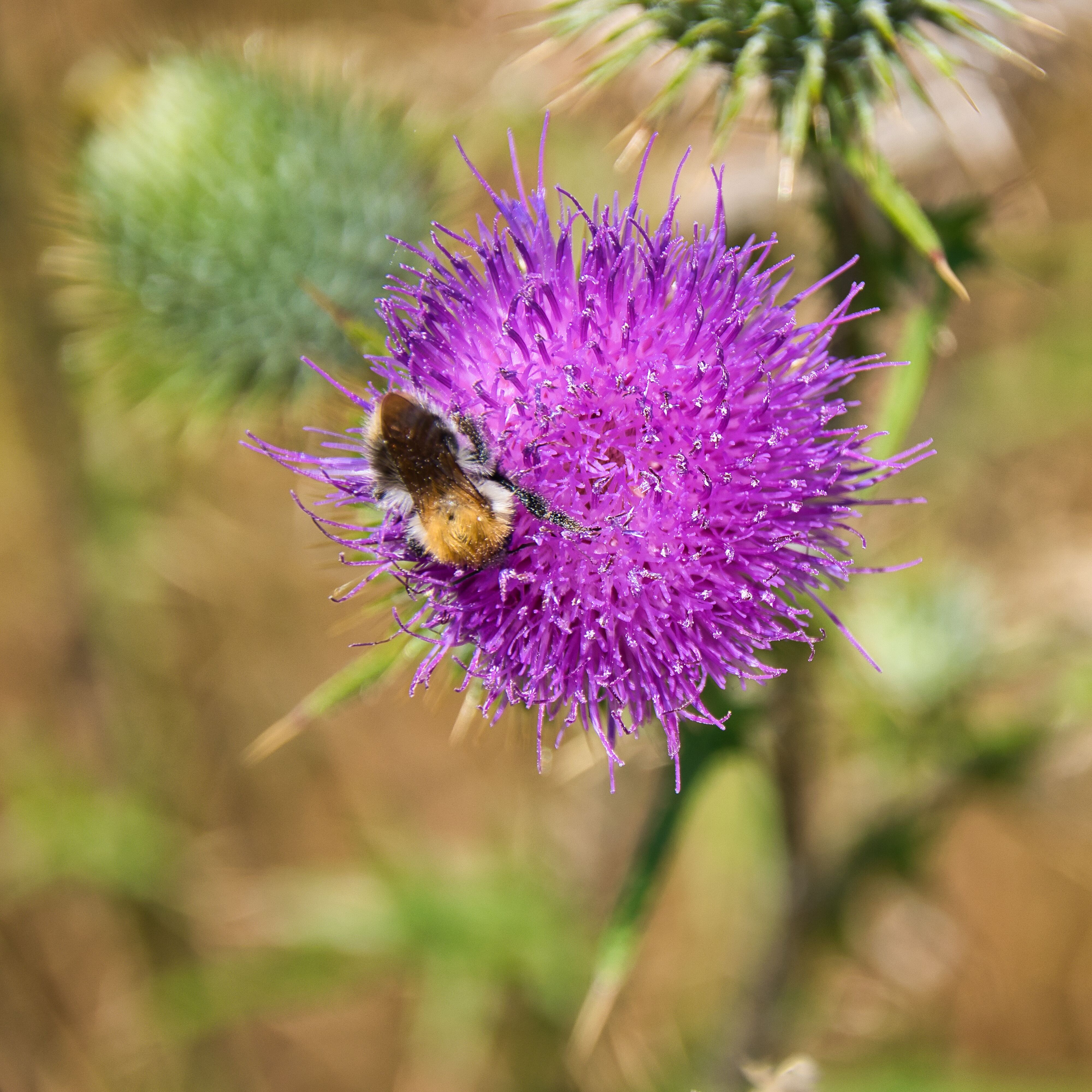 Eine Hummel stäubt eine Distel